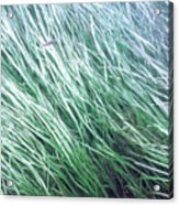 Fish In The Grass - Delaware Water Gap Acrylic Print