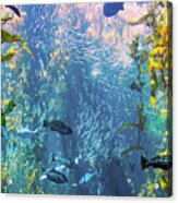 Fish In The Kelp Forest Acrylic Print