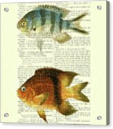 Fish Species In Color Acrylic Print