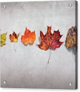 Five Autumn Leaves Acrylic Print