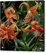 Five Tiger Lilies And A Bud Acrylic Print