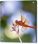 Flame Skimmer Dragonfly 4 Acrylic Print