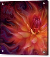 Flaming Dahlia Acrylic Print