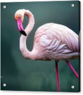 Flamingo Artistry Acrylic Print
