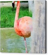 Flamingo Watercolor Acrylic Print