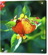 Flight Of The Orange Butterfly Acrylic Print