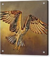 Flight Of The Osprey Acrylic Print