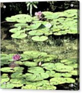 Floating Lily Pads Acrylic Print