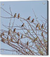 Flock Of Red Headed Finches Sitting In A Tree Acrylic Print