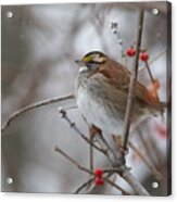 Floofy Sparrow Acrylic Print