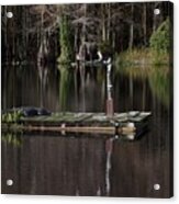 Gator Resting On A Floating Stage Acrylic Print
