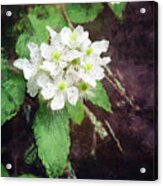 Flower Along Trail Acrylic Print