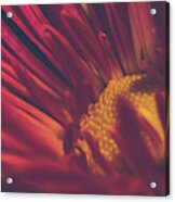 Flower Acrylic Print