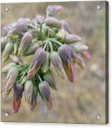 Flower Buds In Pastels Acrylic Print