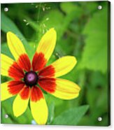 Flower By The Mailbox Acrylic Print