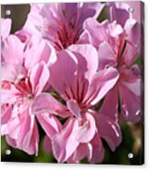 Flower-geranium-pink Acrylic Print