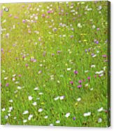 Flower Meadow In Sunlight Acrylic Print