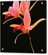 Flower - Orchid -  The Exquisite Beauty Of Laelia Orchids Acrylic Print