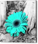 Flower Pawer-turq Acrylic Print