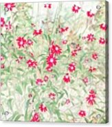 Pops Of Red Daisies Acrylic Print
