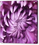Flower Up Close And Personal Acrylic Print