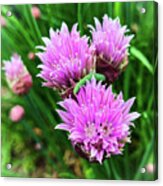 Flowering Chives Acrylic Print
