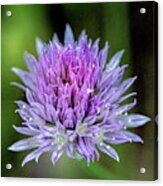 Flowering Chives Acrylic Print