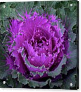 Flowering Purple-pink Cabbage 2 Acrylic Print