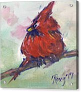 Fluffy Cardinal Acrylic Print