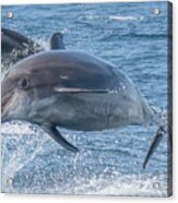 Flying Dolphins Acrylic Print