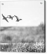 Flying Flock Northern Shoveler Ducks Acrylic Print