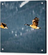 Flying Geese Acrylic Print