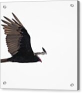 Flying Turkey Vulture Acrylic Print