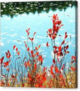 Foliage By The Water At Acadia National Park Acrylic Print