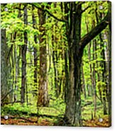 Forest Floor Spring Trees Fx 503 Acrylic Print