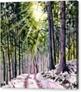 Forest Light Acrylic Print