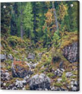 Foundlings And Larches, Reiter Alpe Acrylic Print