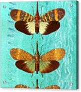 Four Vintage Butterflies Acrylic Print