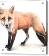 Fox #1 Acrylic Print