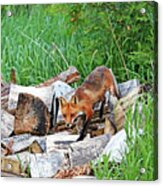 Fox In The Woodpile Acrylic Print