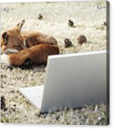 Fox Sleeping With Laptop Acrylic Print