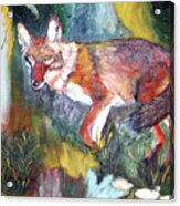 Foxy Acrylic Print