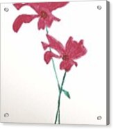 Free As A Blooming Red Flower Acrylic Print