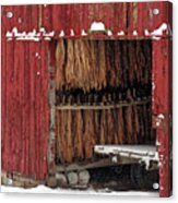Freeze Dried- Wintertime Scene Of Tobacco Hanging To Dry In Red Shed Near Stoughton Wi Acrylic Print