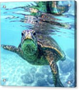 Friendly Hawaiian Sea Turtle Acrylic Print