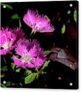 Fringy Flowers Acrylic Print