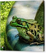 Frog Hollow Acrylic Print