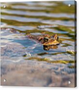 Frog In The Pond 2 Acrylic Print