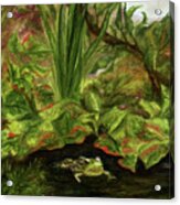 Frog Medicine Acrylic Print