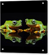 Frogs In The Dark Acrylic Print